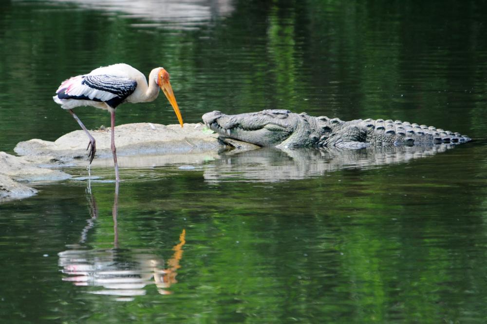 Salim Ali Bird Sanctuary (2).jpg